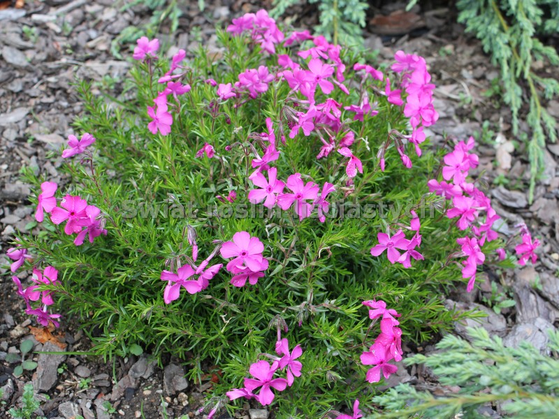 floks szydlasty - Phlox subulata "Mc Daniels Cushion"