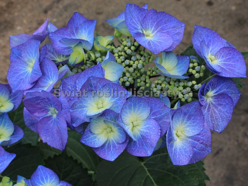 hortensja  Hydrangea quot;Zorroquot; bordowe łodygi  nowość c2 hortensja