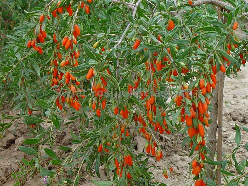 goji bobice uzgoj