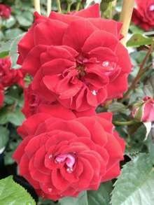 Róża pnąca o czerwonych kwiatach zdjęcie w ogrodzie