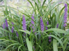 Liriope szafirkowe (Liriope muskari) Royal Purple zdjęcie 5