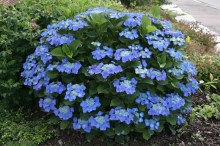 Hortensja ogrodowa (Hydrangea) Blaumeise zdjęcie 3