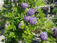 Wisteria amerykańska (Wisteria frutescens) Longwood Purple c2 zdjęcie 4