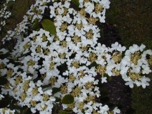 Kalina japońska (Viburnum plicatum) Mariesii c2 zdjęcie 4