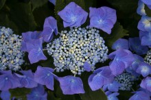 Hortensja ogrodowa (Hydrangea) Blue Sky c3 zdjęcie 4