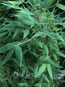 Bambus krzewiasty - Fargesia murielae Blue Lizard c7,5 zdjęcie 5
