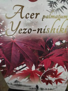 Klon palmowy (Acer palm.) Yezo-Nishiki c3 zdjęcie 2