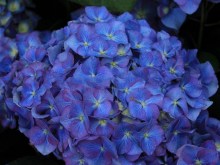 Hortensja ogrodowa (Hydrangea macrophylla) Blue Heaven c3 zdjęcie 7