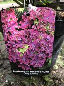 Hortensja ogrodowa (Hydrangea) Curly Sparkle c3 zdjęcie 6