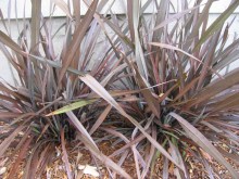 Len nowozelandzki (Phormium tenax) Purpureum zdjęcie 7
