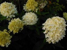 Hortensja bukietowa (Hydrangea paniculata) Sweet Summer zdjęcie 3
