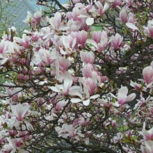 Magnolia pośrednia (Magnolia soulangeana) Amabilis zdj 1