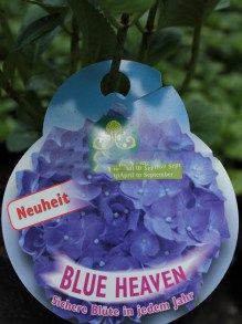 Hortensja ogrodowa (Hydrangea macrophylla) Blue Heaven c3 zdjęcie 4