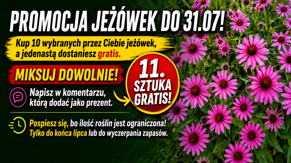 Jeżówki - promocja
