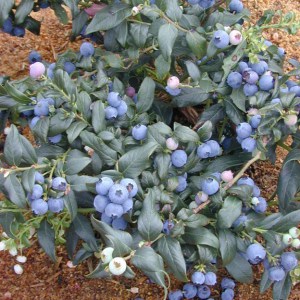 Borówka amerykańska Sierra c2 zdjęcie 1