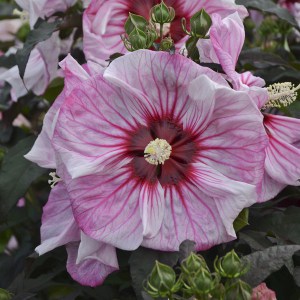 Hibiskus bylinowy (Hibiscus moscheutos) Cherry Choco Latte zdjęcie 1