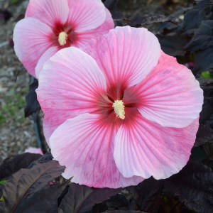 Hibiskus bylinowy (Hibiscus moscheutos) Starry Starry Night zdjęcie 1