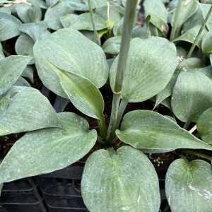 Funkia (Hosta) Bullet Proof zdjęcie 1