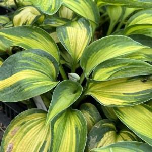 Funkia (Hosta) Blue Circle zdjęcie 1