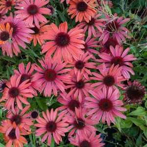 Jeżówka purpurowa (Echinacea) Pearl Dark Orange sadzonka c1