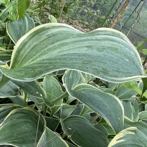 Funkia (Hosta) Arc De Triomphe zdjęcie 1