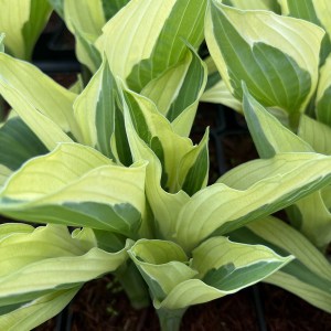 Funkia (Hosta) Yellow Polka Dot Bikini zdjęcie 1