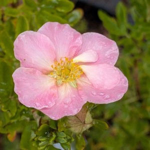 Pięciornik krzewiasty (Potentilla fruticosa) True Pink c2 30-40cm