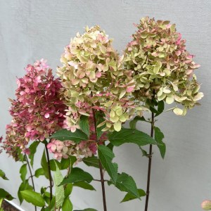 Hortensja bukietowa 'Pinkachu' kwiatostany