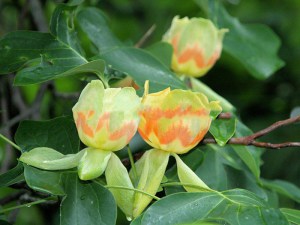 Tulipanowiec amerykański (Liriodendron) sadzonka zdjęcie 1